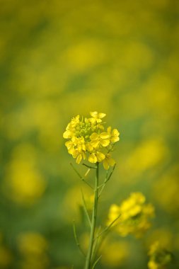 Yakın plan, tarlada açan hardal sarısı çiçeklerin görüntüsü.
