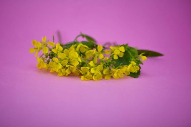 Pembe arka planda hardal çiçekleri