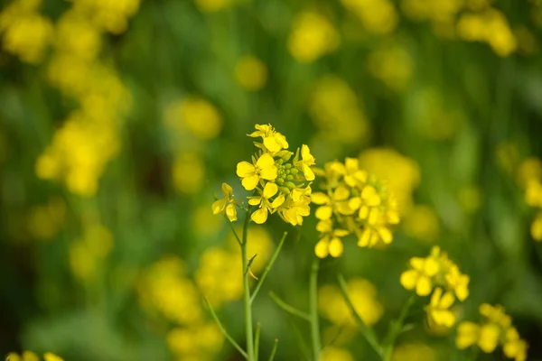 Close Uitzicht Mosterd Gele Bloemen Bloeien Het Veld — Stockfoto