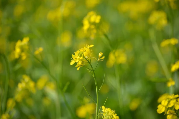 Close Uitzicht Mosterd Gele Bloemen Bloeien Het Veld — Stockfoto