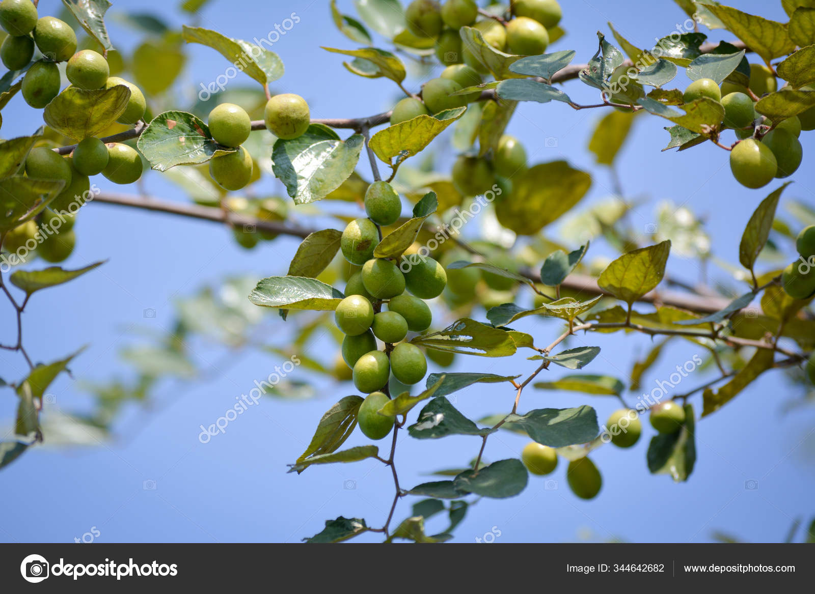 Indian Jujube Ziziphus Mauritiana Jujube Tree Stock Photo By C Sahilghosh1086