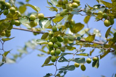 Hindistan Jujube veya Ziziphus Mauritiana Jujube ağacında