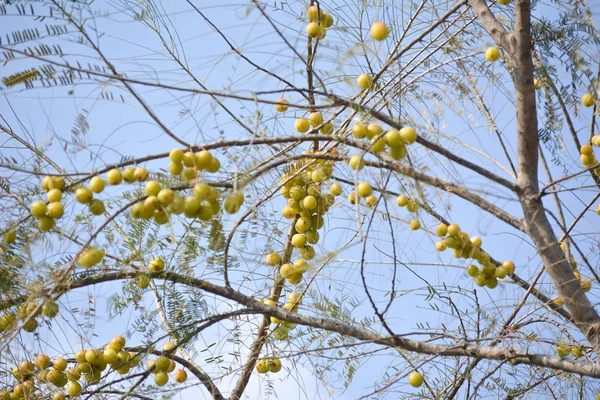 挂在树上的印度山核桃或苹果果 印度山莓是印度传统Ayurvedic药物的一个基本成份 — 图库照片