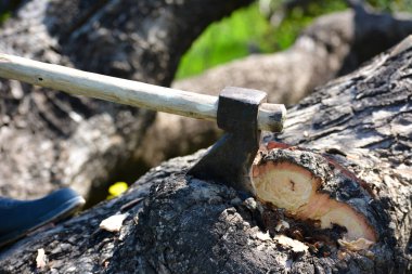 Bulanık arkaplanda bir ağaçtaki balta