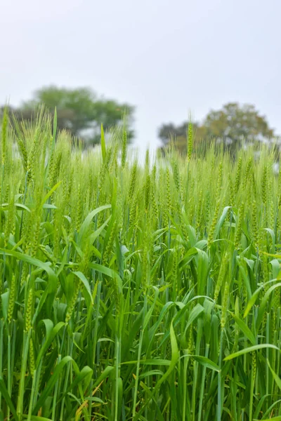 Großaufnahme Von Jungem Grünen Weizen Auf Dem Feld — Stockfoto