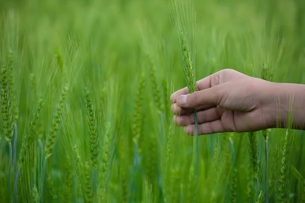 Man Hand Holding Green Wheat Spikes Wheat Field — Stock Photo, Image