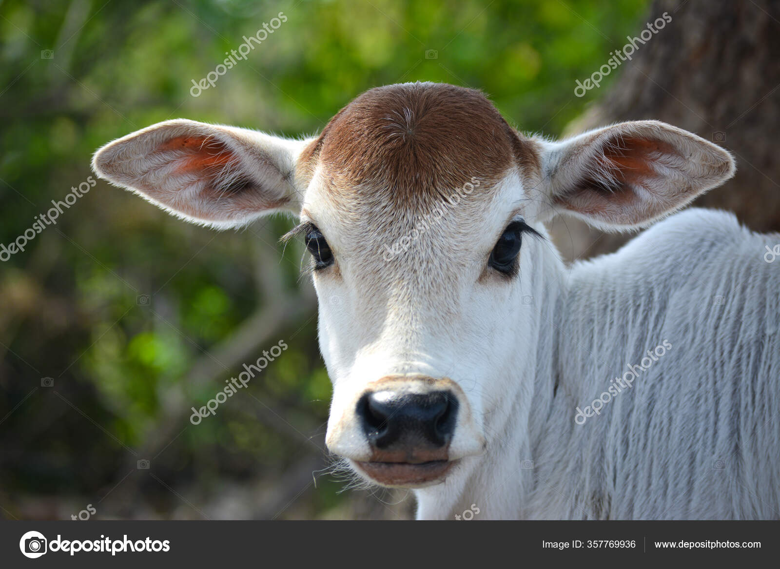 Smuk Kalv Mælkeproduktionsgården Nyfødte Baby — Stockfoto © Sahil Ghosh  #357769936, image size:1600x1167