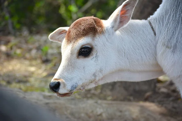 Beau Petit Veau Ferme Laitière Vache Nouveau Née — Photo