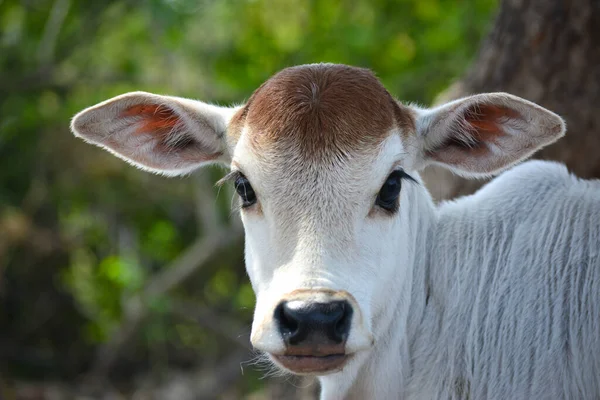 Schönes Kleines Kalb Auf Dem Milchviehbetrieb Neugeborenes Kuhbaby — Stockfoto