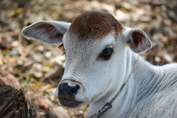 Bellissimo Vitellino Caseificio Vacca Neonata — Foto Stock