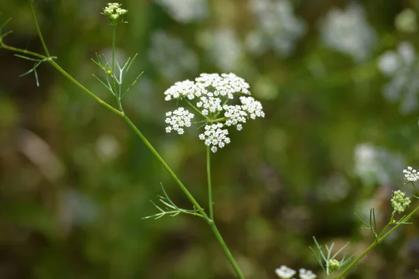 庭のカミン植物 カミンは最も古いスパイスの一つです — ストック写真