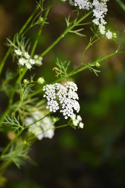 庭のカミン植物 カミンは最も古いスパイスの一つです — ストック写真