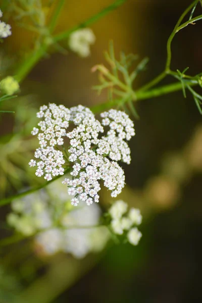 Cumin Plant Garden Cumin One Oldest Spices — Stock Photo, Image