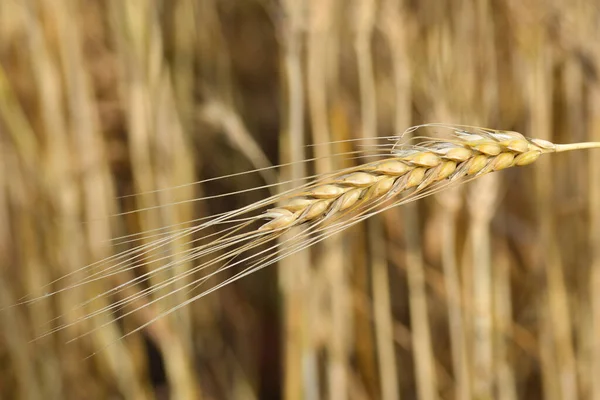 Крупним Планом Вуха Золотої Пшениці Полі — стокове фото