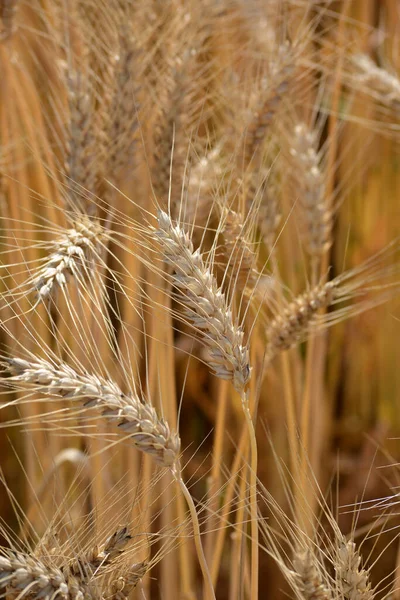 Closeup Ears Golden Wheat Field — Stock Photo, Image