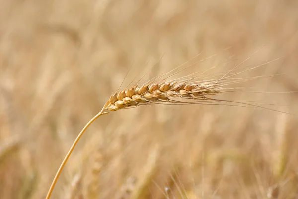 Sluiten Van Oren Van Gouden Tarwe Het Veld — Stockfoto