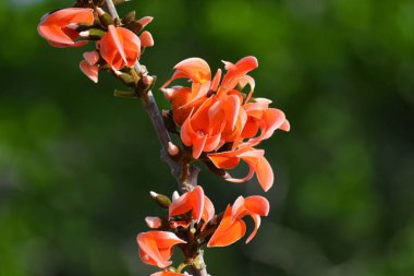 Butea Monosperma veya Palaş Çiçeği