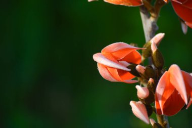 Butea Monosperma veya Palaş Çiçeği