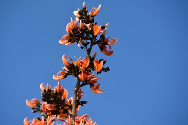 Butea Monosperma veya Palaş Çiçeği