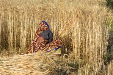 TIKAMGARH, MADHYA PRADESH, Hindistan - 20 Mart 2020: Hintli kadın orakla buğday kesiyor.