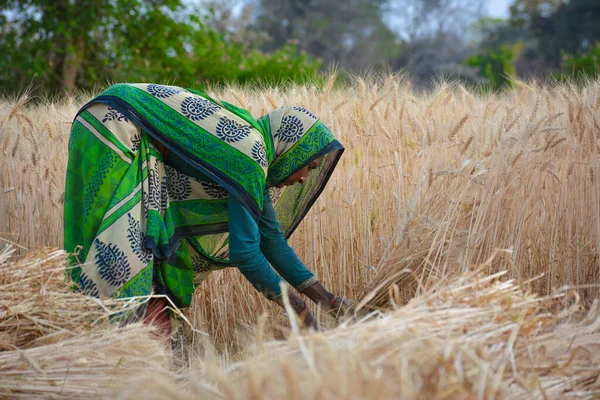 Tikamgarh Madhya Pradesh India March 2020 Indian Woman Cutting Wheat — Stock Photo, Image