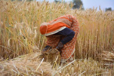 TIKAMGARH, MADHYA PRADESH, Hindistan - 20 Mart 2020: Hintli kadın orakla buğday kesiyor.