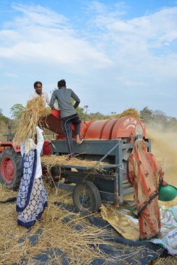 TIKAMGARH, MADHYA PRADESH, INDIA - 24 Mart 2020: Hintli çiftçiler öğütülmüş buğday kabuğu ve buğday tanelerini parçalayarak harman makinesi kullanıyorlar.