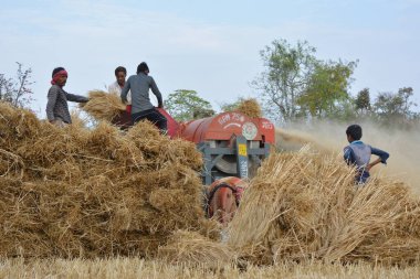 TIKAMGARH, MADHYA PRADESH, INDIA - 24 Mart 2020: Hintli çiftçiler öğütülmüş buğday kabuğu ve buğday tanelerini parçalayarak harman makinesi kullanıyorlar.