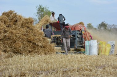 TIKAMGARH, MADHYA PRADESH, INDIA - 24 Mart 2020: Hintli çiftçiler öğütülmüş buğday kabuğu ve buğday tanelerini parçalayarak harman makinesi kullanıyorlar.