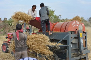 TIKAMGARH, MADHYA PRADESH, INDIA - 24 Mart 2020: Hintli çiftçiler öğütülmüş buğday kabuğu ve buğday tanelerini parçalayarak harman makinesi kullanıyorlar.