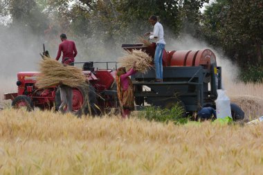 TIKAMGARH, MADHYA PRADESH, Hindistan - 24 Mart 2020: tarlada çalışan Hintli çiftçiler.