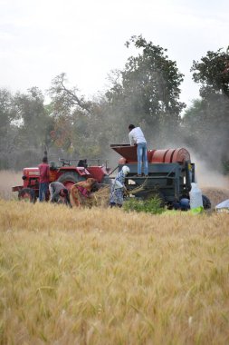 TIKAMGARH, MADHYA PRADESH, Hindistan - 24 Mart 2020: tarlada çalışan Hintli çiftçiler.