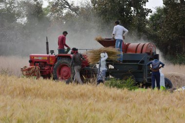 TIKAMGARH, MADHYA PRADESH, Hindistan - 24 Mart 2020: tarlada çalışan Hintli çiftçiler.