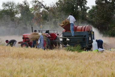 TIKAMGARH, MADHYA PRADESH, Hindistan - 24 Mart 2020: tarlada çalışan Hintli çiftçiler.