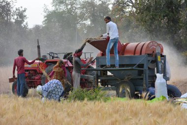 TIKAMGARH, MADHYA PRADESH, Hindistan - 24 Mart 2020: tarlada çalışan Hintli çiftçiler.