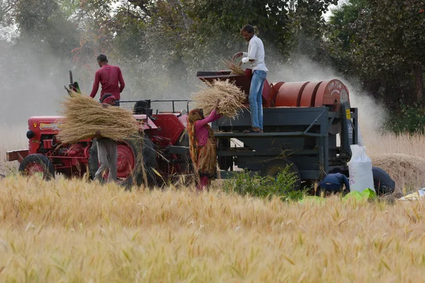 TIKAMGARH, MADHYA PRADESH, Hindistan - 24 Mart 2020: tarlada çalışan Hintli çiftçiler.