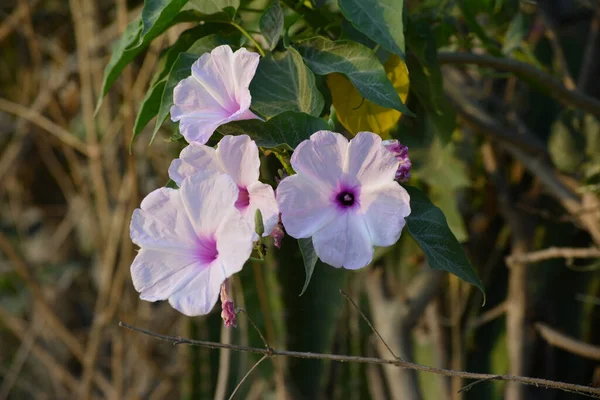 Gloria Rosada Mañana Flores Ipomoea Carnea Jardín — Foto de Stock