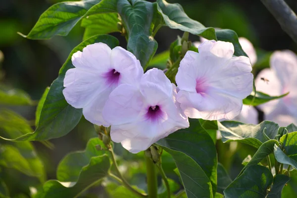 Gloria Rosada Mañana Flores Ipomoea Carnea Jardín — Foto de Stock