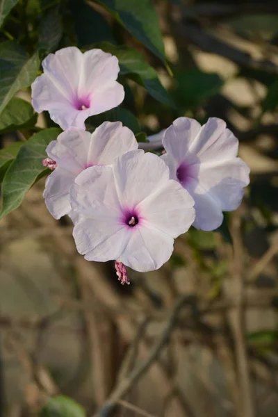 Rosa Morgon Ära Eller Ipomoea Carnea Blommor Trädgården — Stockfoto