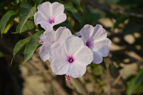 Gloria Rosada Mañana Flores Ipomoea Carnea Jardín — Foto de Stock