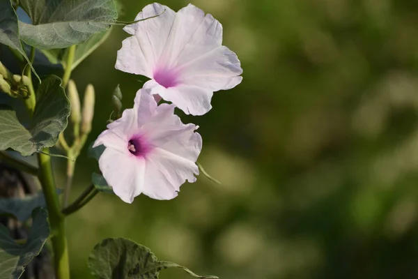 Gloria Rosada Mañana Flores Ipomoea Carnea Jardín — Foto de Stock