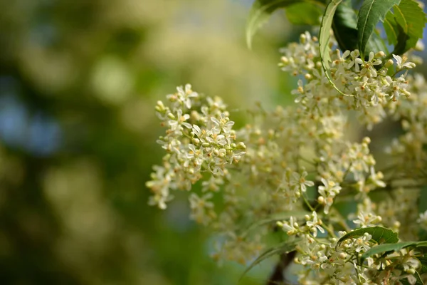 Lecznicze Ajurwedyjskie Azadirachta Indica Lub Liście Kwiaty Neem Bardzo Silne — Zdjęcie stockowe