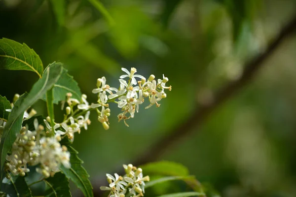 医学的なAyurvedic Azadirachta指標やニームの葉や花 非常に強力なインドの薬用木 — ストック写真