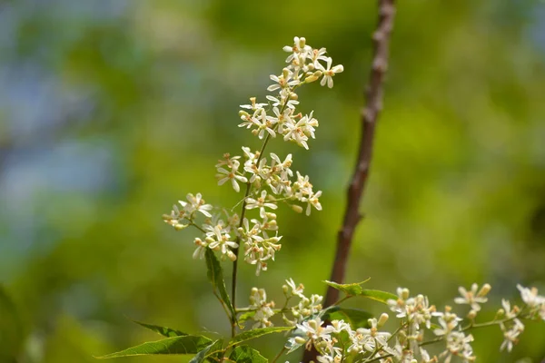 医学的なAyurvedic Azadirachta指標やニームの葉や花 非常に強力なインドの薬用木 — ストック写真