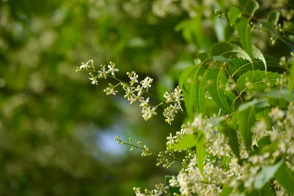 Lecznicze Ajurwedyjskie Azadirachta Indica Lub Liście Kwiaty Neem Bardzo Silne — Zdjęcie stockowe