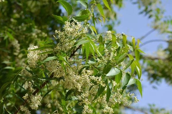 医学的なAyurvedic Azadirachta指標やニームの葉や花 非常に強力なインドの薬用木 — ストック写真