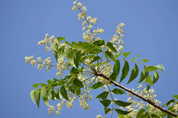 医学的なAyurvedic Azadirachta指標やニームの葉や花 非常に強力なインドの薬用木 — ストック写真