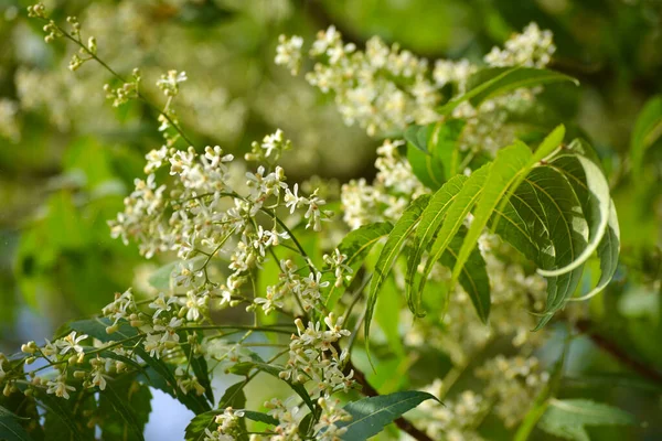 医学的なAyurvedic Azadirachta指標やニームの葉や花 非常に強力なインドの薬用木 — ストック写真