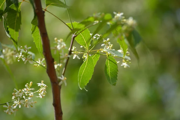 医学的なAyurvedic Azadirachta指標やニームの葉や花 非常に強力なインドの薬用木 — ストック写真