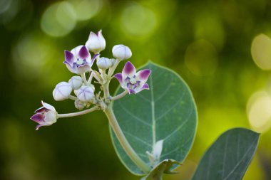 Bahçede taç çiçeği (Calotropis gigantea)